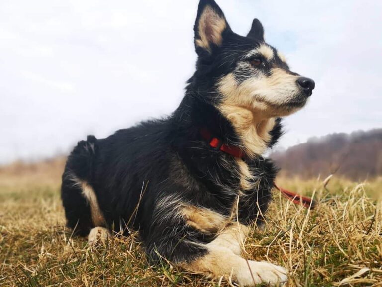 Hund der ligger på græs