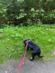 Holly - 10