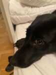 Holly - 2