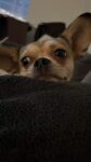 Macy - 4