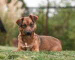 Vana - 6