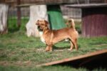 Idefix - 7