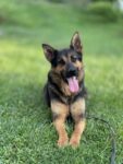 Lucy - 11