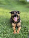 Lucy - 4
