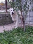 Bella - 10