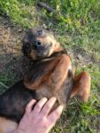 Rudi - 2