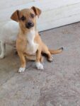 Lola - 3