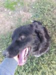 Oreo - 20
